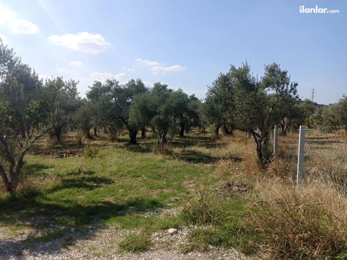 İzmir Torbalı Çapak Mahallesi 3.500 m² satılık zeytinlik arsa - Fotoğraf 1