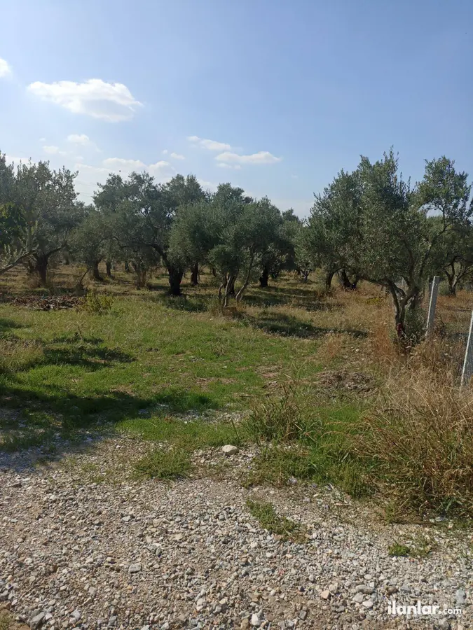 İzmir Torbalı Çapak Mahallesi 3.500 m² satılık zeytinlik arsa - Fotoğraf 2