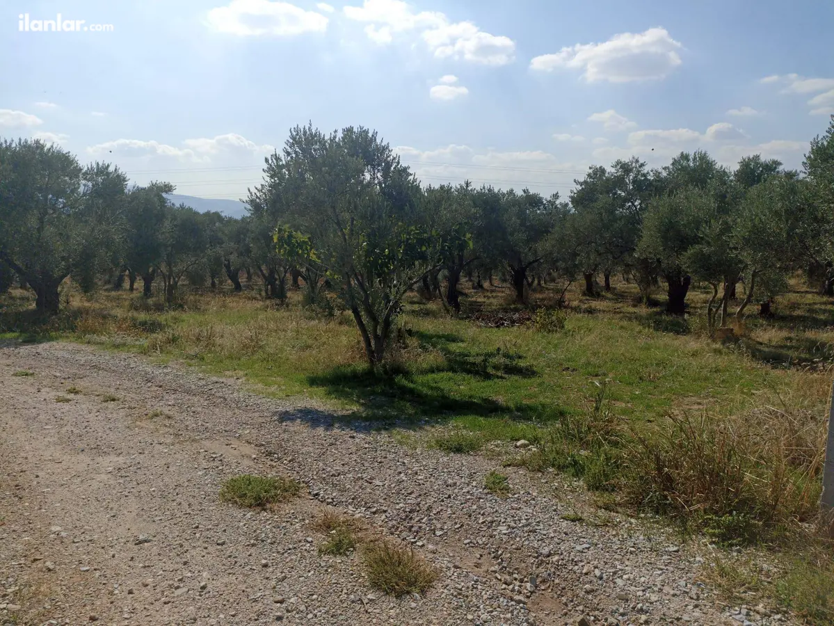 İzmir Torbalı Çapak Mahallesi 3.500 m² satılık zeytinlik arsa - Fotoğraf 3