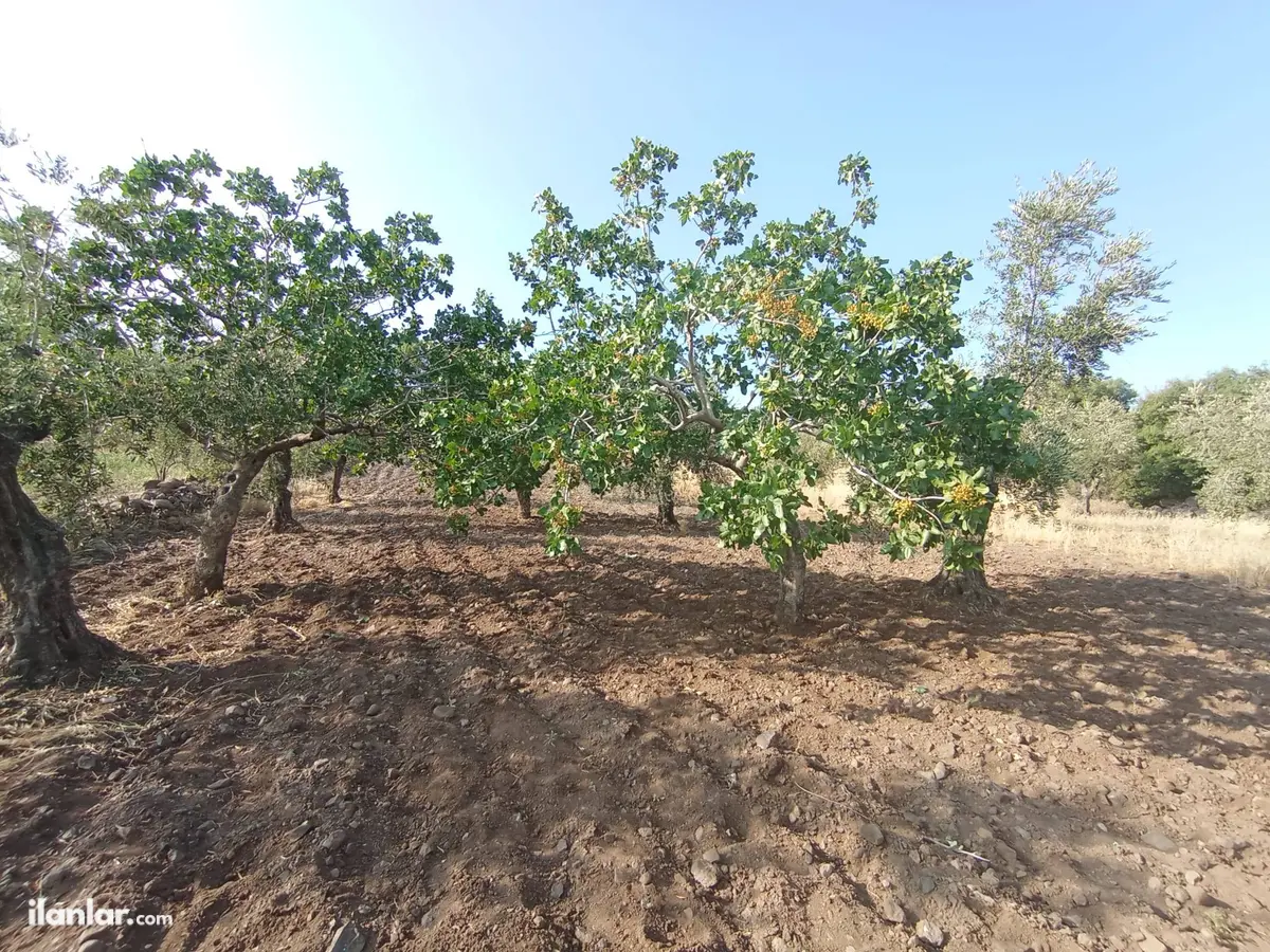 Gaziantep Şahinbey Doğanca Köyü Mahallesi 1.650 m² satılık zeytinlik arsa - Fotoğraf 1