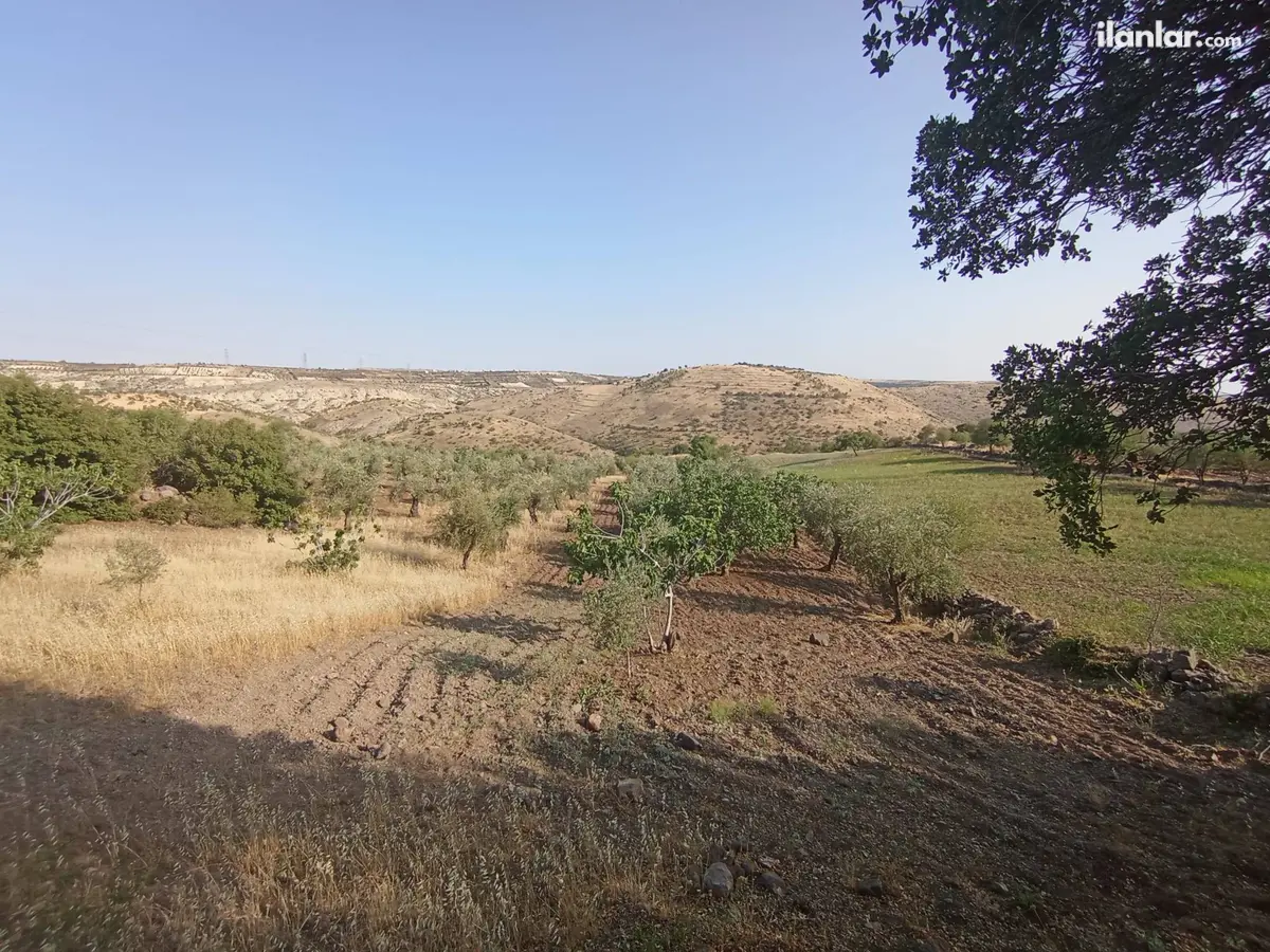 Gaziantep Şahinbey Doğanca Köyü Mahallesi 1.650 m² satılık zeytinlik arsa - Fotoğraf 3