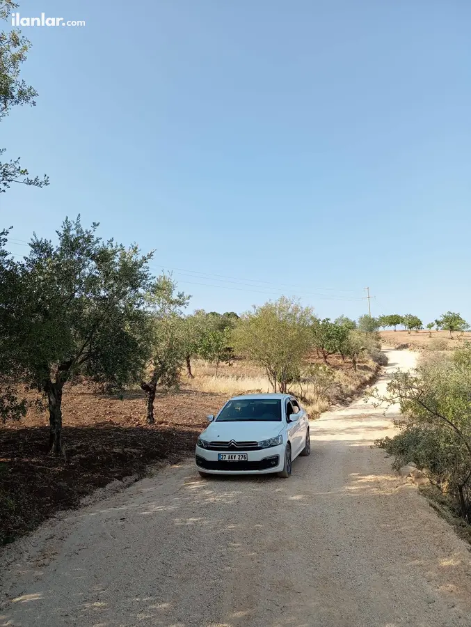 Gaziantep Şahinbey Doğanca Köyü Mahallesi 1.650 m² satılık zeytinlik arsa - Fotoğraf 2