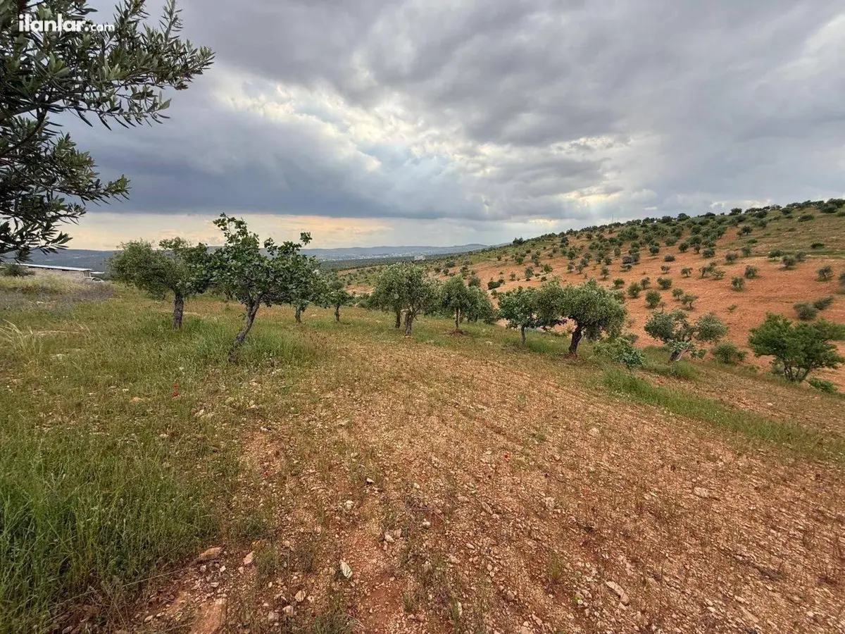 Gaziantep Şehitkamil Battal Mahallesi 7.500 m² satılık tarla arsa - Fotoğraf 1