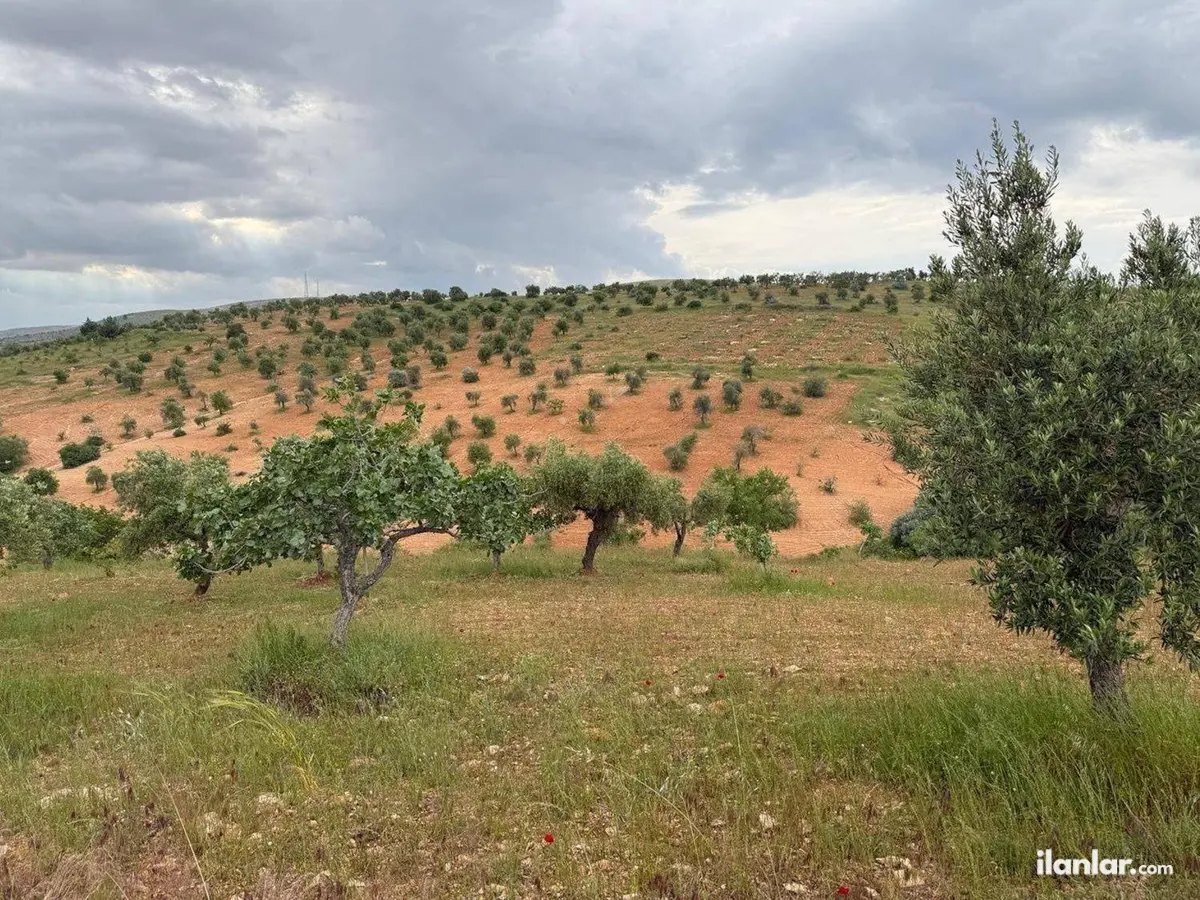 Gaziantep Şehitkamil Battal Mahallesi 7.500 m² satılık tarla arsa - Fotoğraf 2