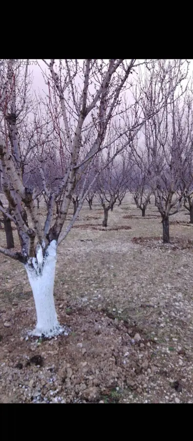 Antalya Korkuteli Yeşilyayla Mahallesi 4.660 m² satılık bağ & Bahçe arsa - Fotoğraf 3