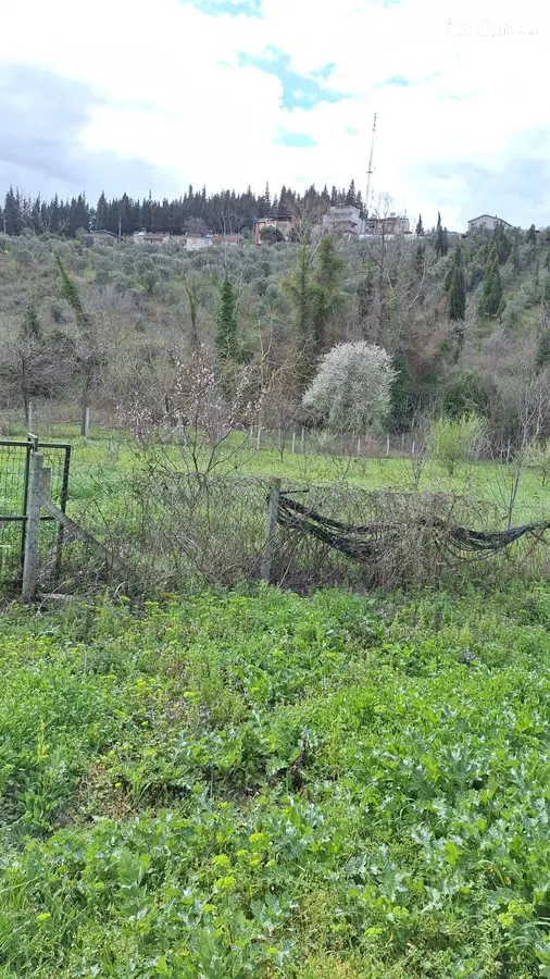Yalova Altınova Kaytazdere, Merkez Mahallesi 1.585 m² satılık bağ & Bahçe arsa - Fotoğraf 2
