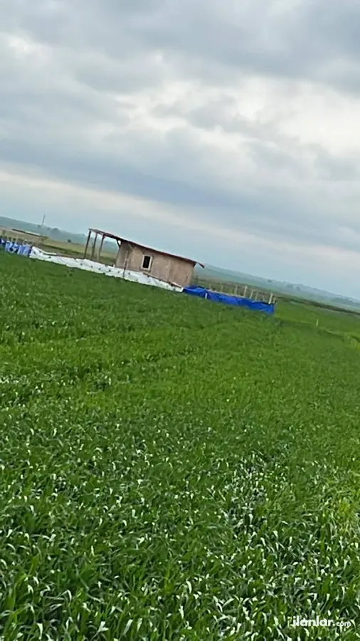 Tekirdağ Saray Göçerler Mahallesi 2.780 m² satılık bağ & Bahçe arsa - Fotoğraf 3