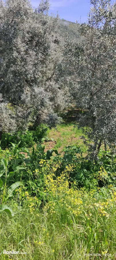 Bursa İznik Derbent Mahallesi 312 m² satılık zeytinlik arsa - Fotoğraf 3