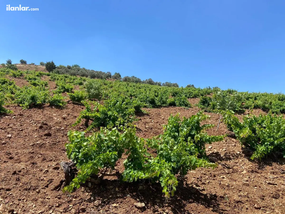 Kahramanmaraş Pazarcık Taşdemir Mahallesi 40.000 m² satılık bağ & Bahçe arsa - Fotoğraf 1
