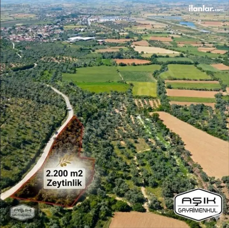 İzmir Tire Gökçen Mahallesi 2.200 m² satılık zeytinlik arsa - Fotoğraf 1