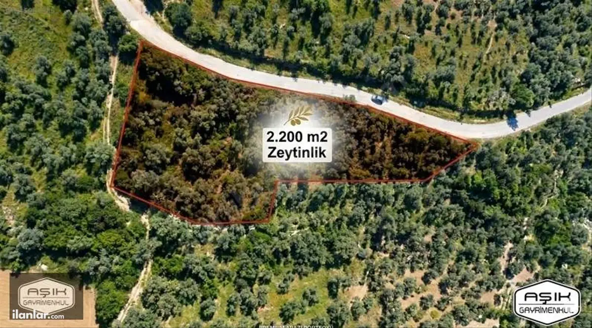 İzmir Tire Gökçen Mahallesi 2.200 m² satılık zeytinlik arsa - Fotoğraf 2