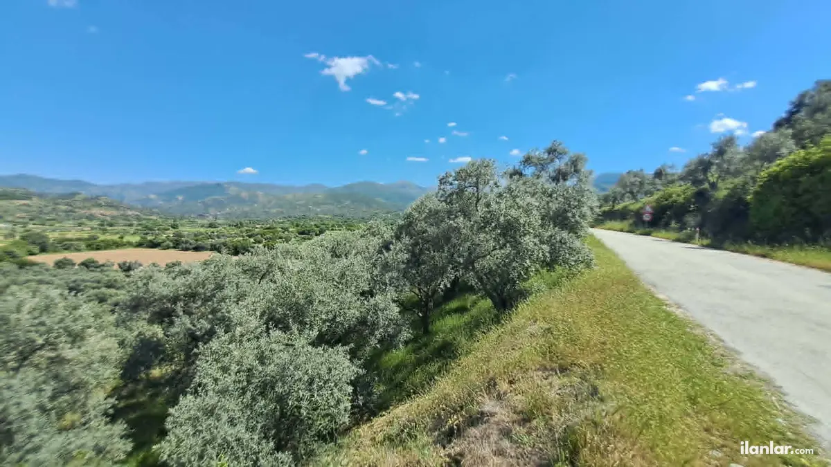 İzmir Tire Gökçen Mahallesi 2.200 m² satılık zeytinlik arsa - Fotoğraf 3