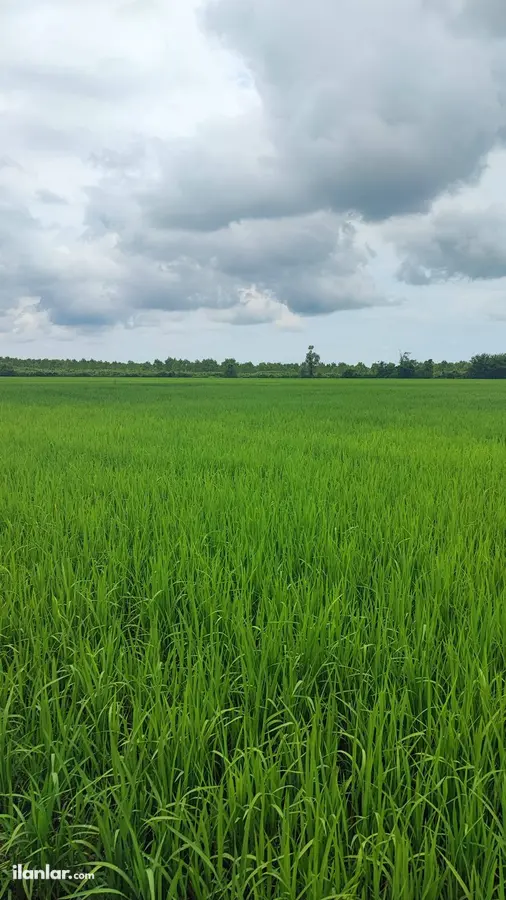 Samsun Terme Çangallar Mahallesi 58.700 m² satılık tarla arsa - Fotoğraf 1