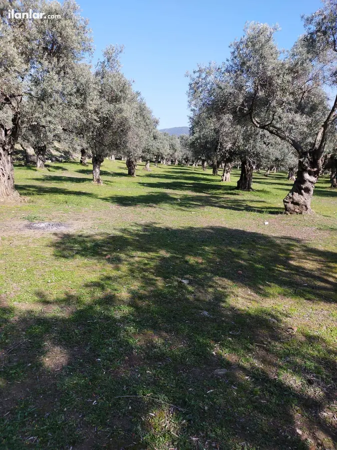 İzmir Bayındır Demircilik Mahallesi 8.498 m² satılık zeytinlik arsa - Fotoğraf 2