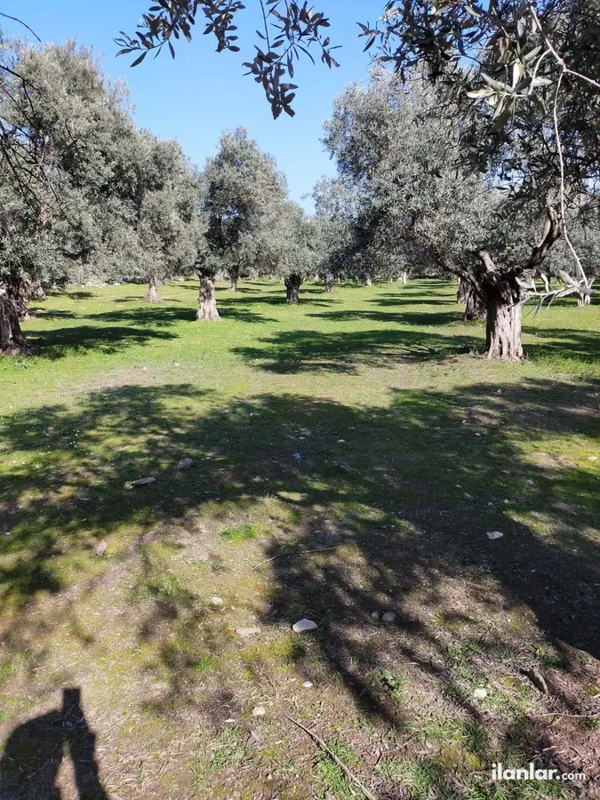 İzmir Bayındır Demircilik Mahallesi 8.498 m² satılık zeytinlik arsa - Fotoğraf 3