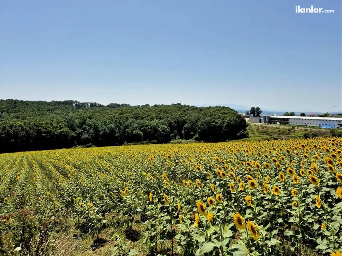 Sakarya Adapazarı Karadere Mahallesi 38.415 m² satılık tarla arsa - Fotoğraf 2