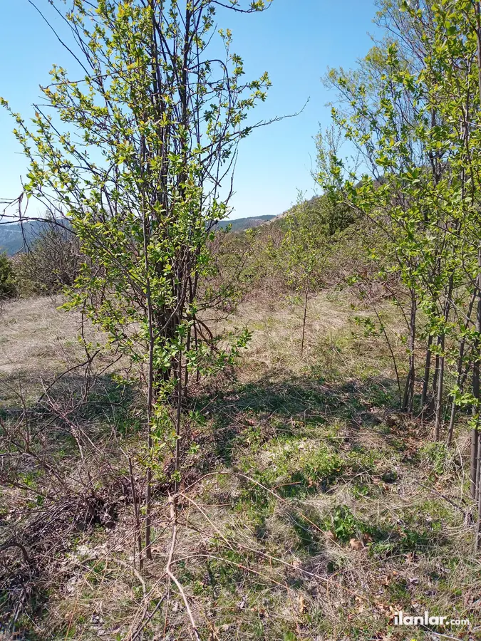 Bilecik Gölpazarı Armutçuk Köyü Mahallesi 1.887 m² satılık bağ & Bahçe arsa - Fotoğraf 2