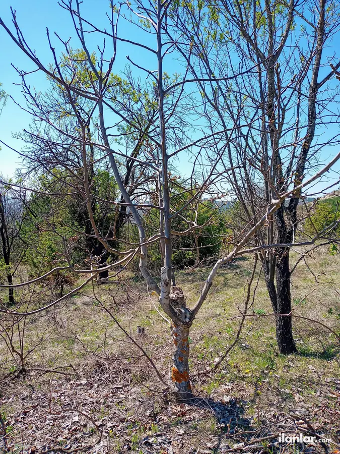 Bilecik Gölpazarı Armutçuk Köyü Mahallesi 1.887 m² satılık bağ & Bahçe arsa - Fotoğraf 3