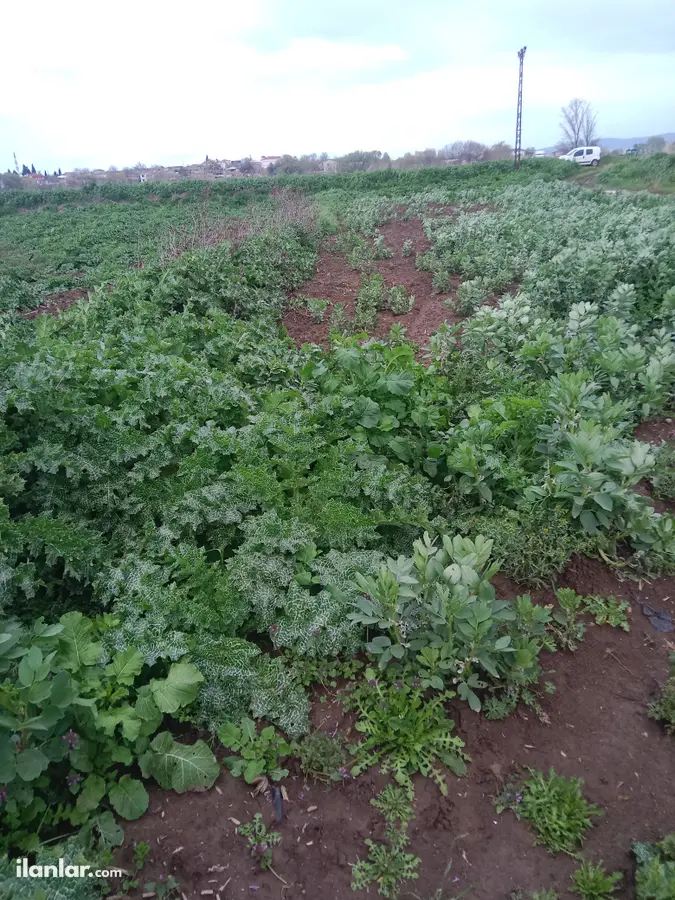 Bursa Karacabey Sultaniye Mahallesi 561 m² satılık bağ & Bahçe arsa - Fotoğraf 3