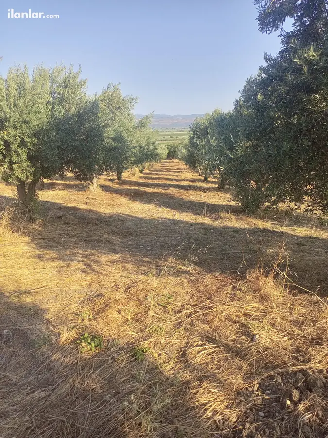 İzmir Bergama Kurtuluş Mahallesi 7.793 m² satılık zeytinlik arsa - Fotoğraf 1