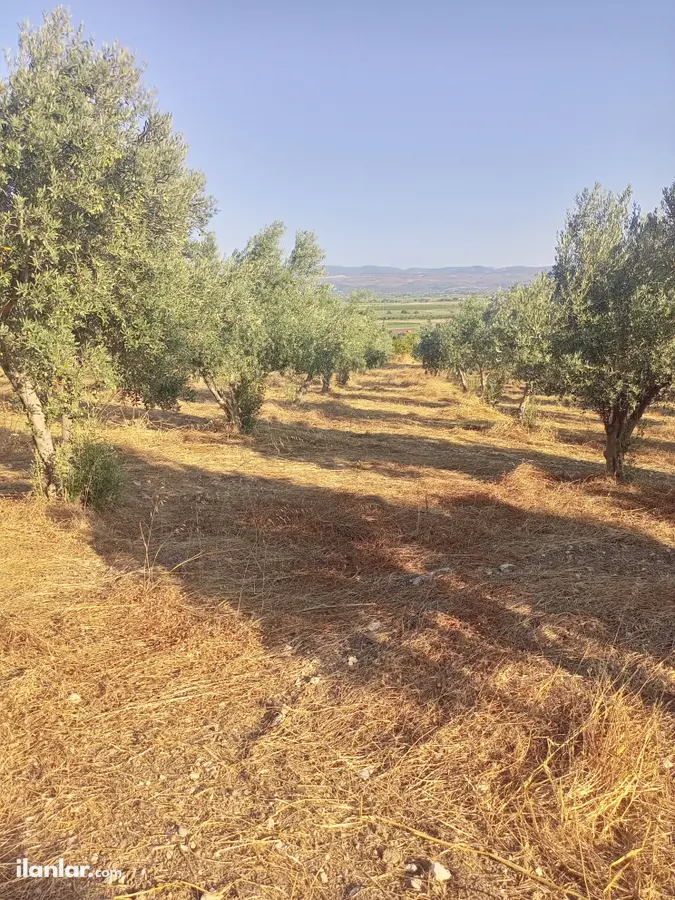 İzmir Bergama Kurtuluş Mahallesi 7.793 m² satılık zeytinlik arsa - Fotoğraf 2