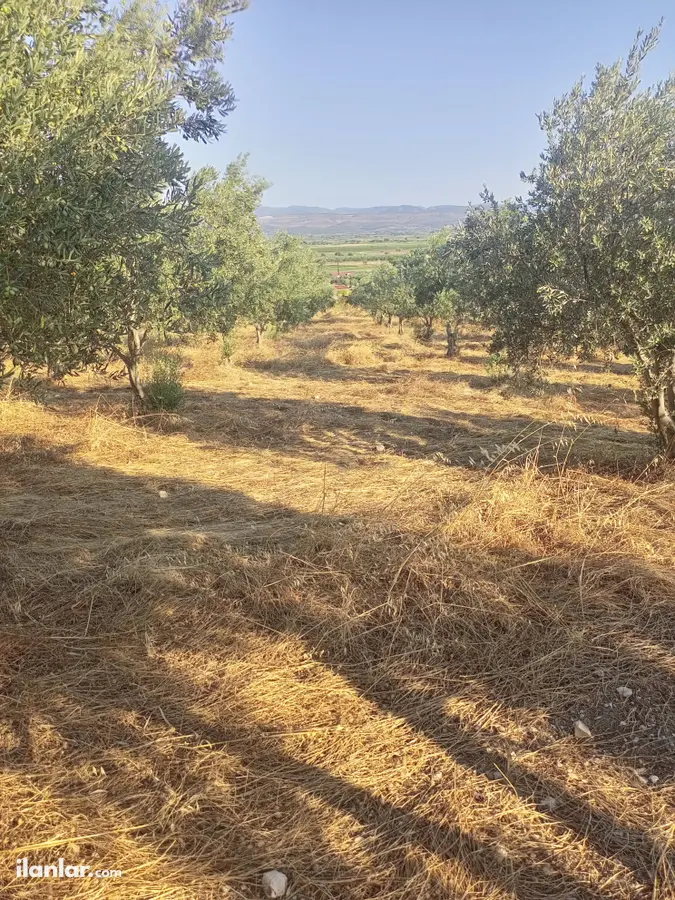 İzmir Bergama Kurtuluş Mahallesi 7.793 m² satılık zeytinlik arsa - Fotoğraf 3