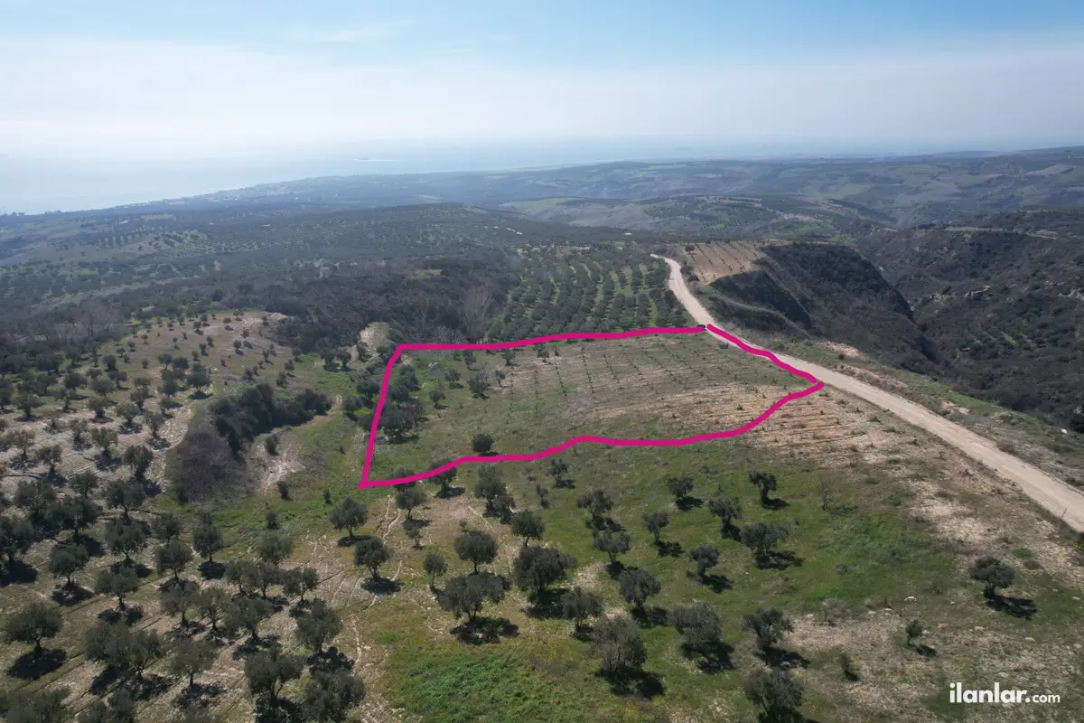 Tekirdağ Şarköy Tepeköy Mahallesi 4.412 m² satılık zeytinlik arsa - Fotoğraf 2