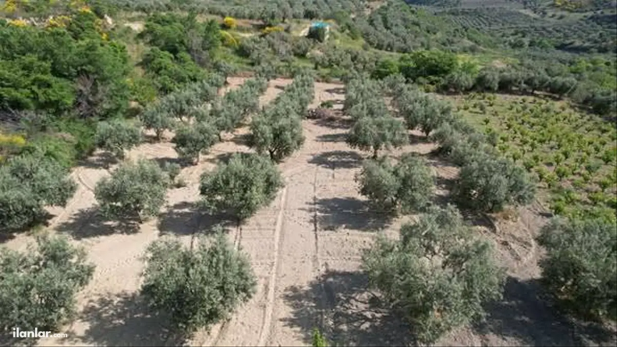 Tekirdağ Şarköy Kirazlı Mahallesi 8.200 m² satılık zeytinlik arsa - Fotoğraf 2