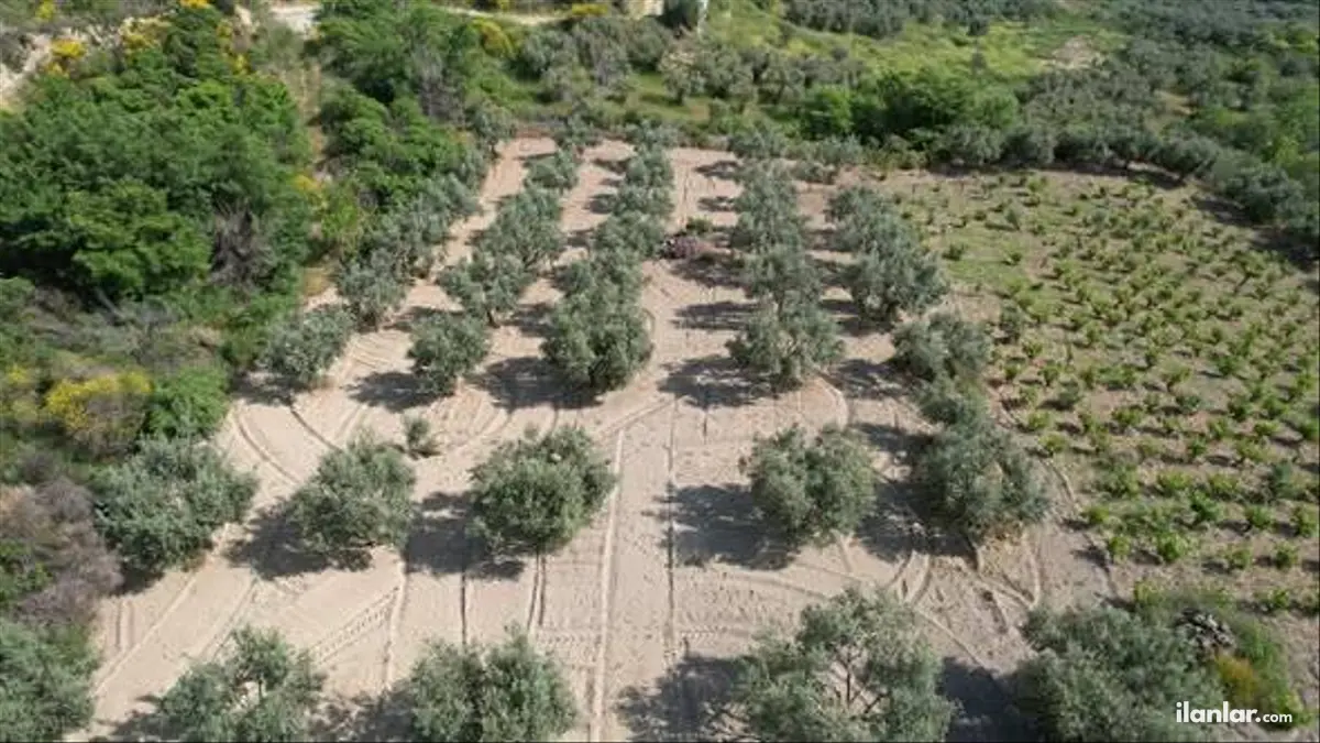 Tekirdağ Şarköy Kirazlı Mahallesi 8.200 m² satılık zeytinlik arsa - Fotoğraf 3