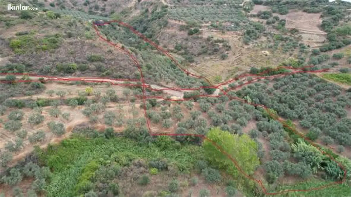 Tekirdağ Şarköy Hoşköy Mahallesi 8.000 m² satılık zeytinlik arsa - Fotoğraf 2