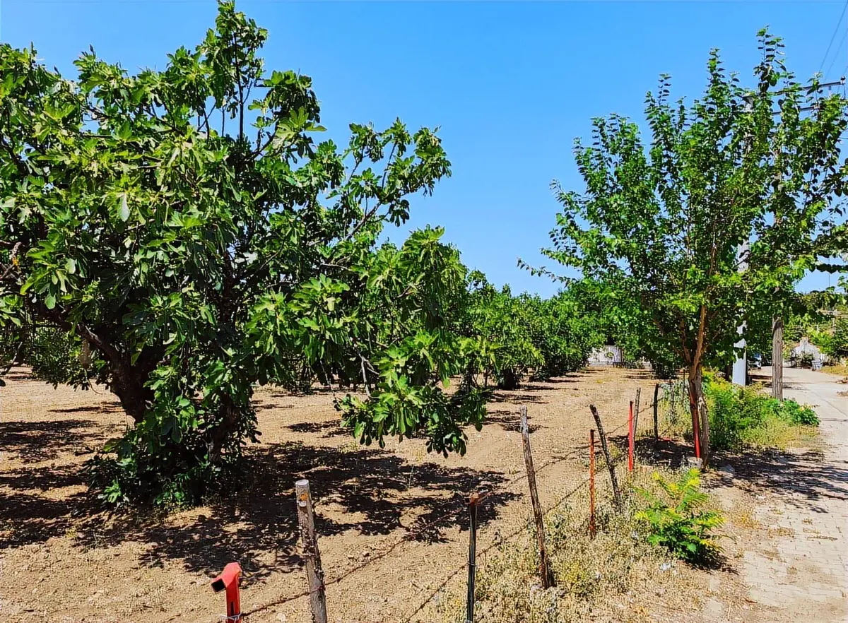 İzmir Selçuk Çamlık Mahallesi 9.169 m² satılık bağ & Bahçe arsa - Fotoğraf 3