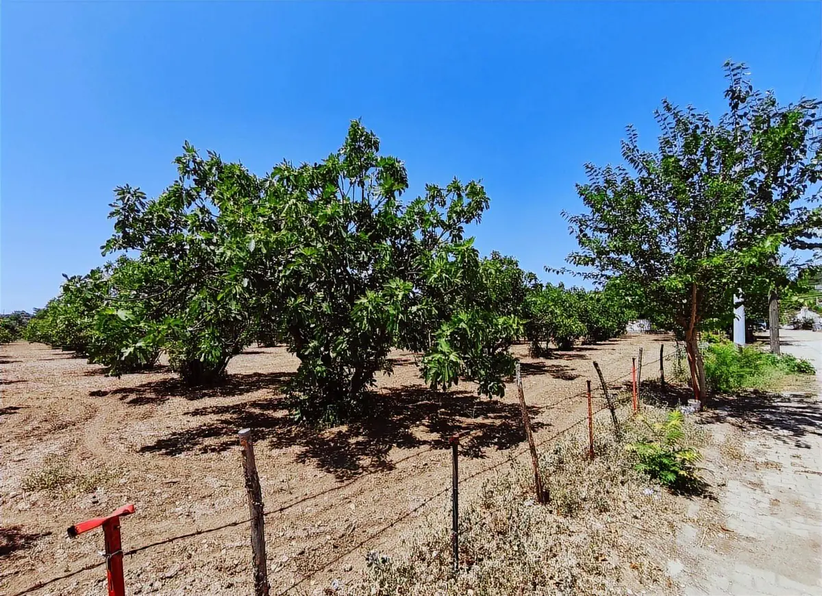 İzmir Selçuk Çamlık Mahallesi 9.169 m² satılık bağ & Bahçe arsa - Fotoğraf 2