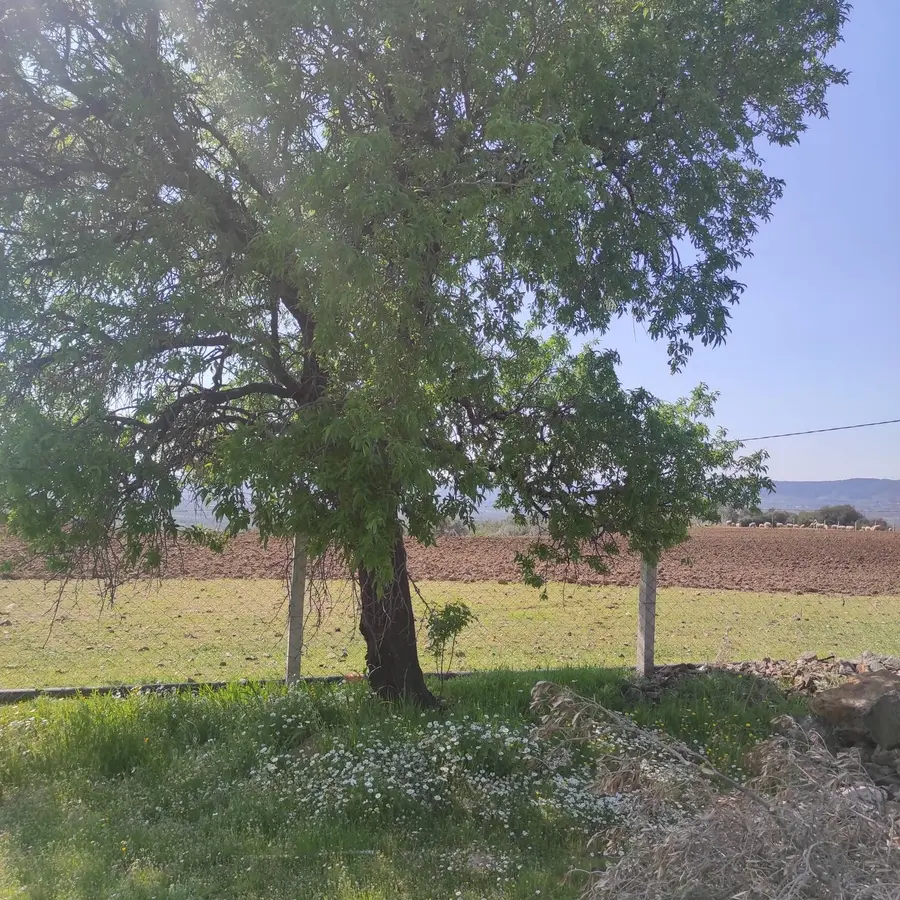 İzmir Torbalı Dirmil Mahallesi 820 m² satılık zeytinlik arsa - Fotoğraf 3