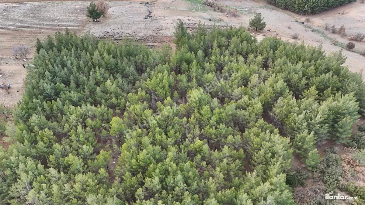 Denizli Acıpayam Akalan Mahallesi 13.500 m² satılık tarla arsa - Fotoğraf 1