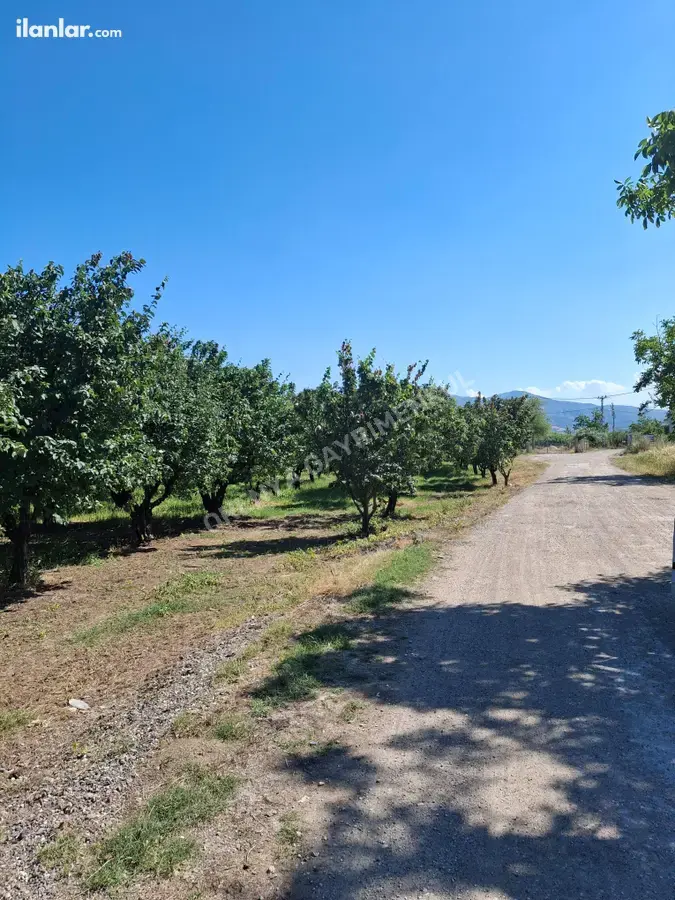 Sakarya Pamukova Yenice Mahallesi 4.840 m² satılık bağ & Bahçe arsa - Fotoğraf 2