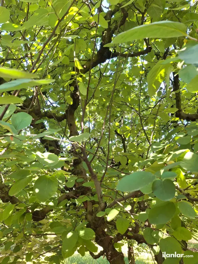 Sakarya Pamukova Yenice Mahallesi 4.840 m² satılık bağ & Bahçe arsa - Fotoğraf 3