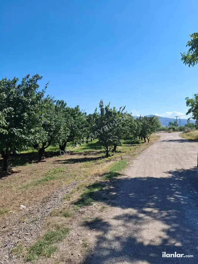 Sakarya Pamukova Yenice Mahallesi 4.160 m² satılık bağ & Bahçe arsa - Fotoğraf 1