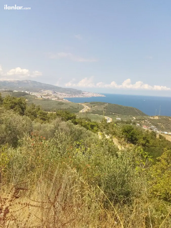 Bursa Mudanya Altıntaş Mahallesi 3.998 m² satılık bağ & Bahçe arsa - Fotoğraf 2