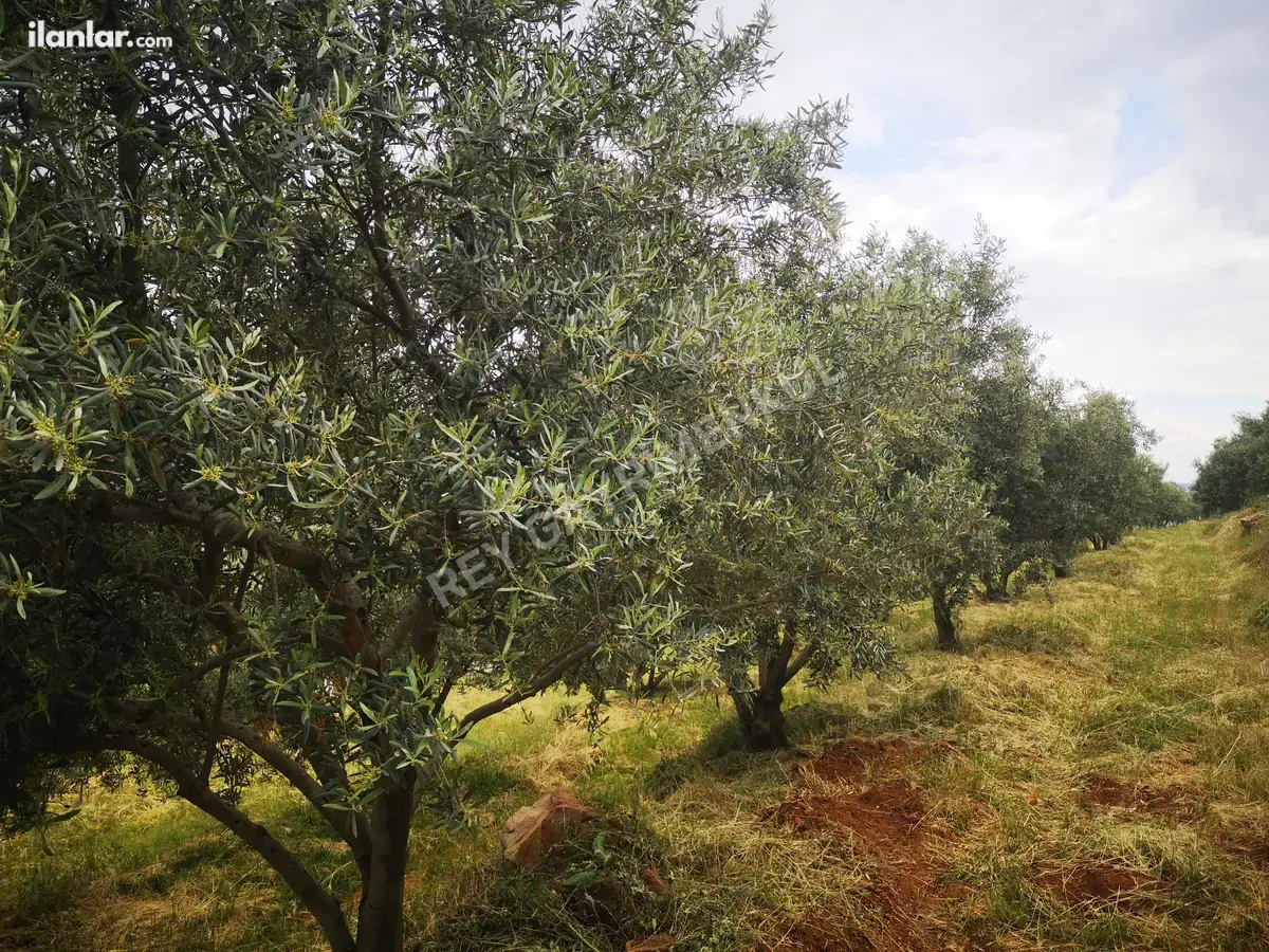 Denizli Tavas Seki Mahallesi 4.283 m² satılık tarla arsa - Fotoğraf 2
