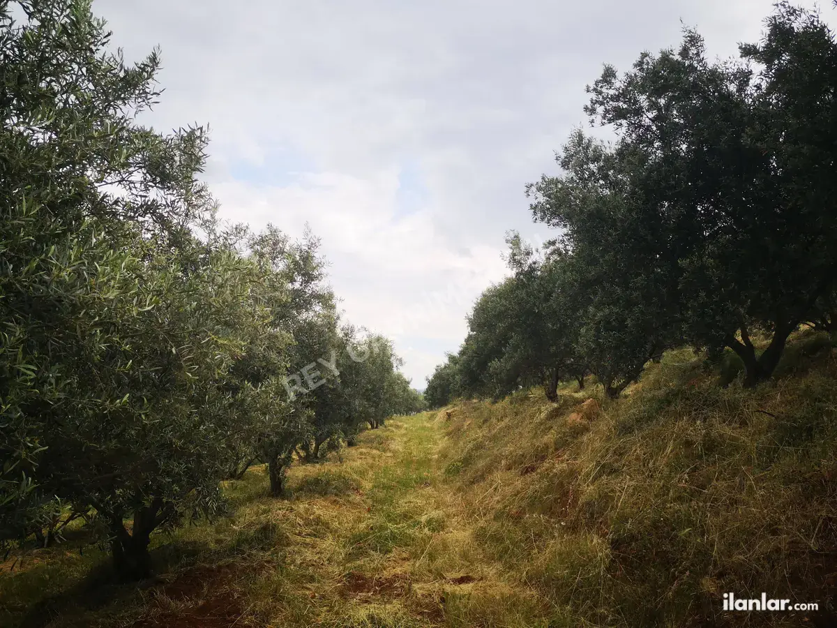 Denizli Tavas Seki Mahallesi 4.283 m² satılık tarla arsa - Fotoğraf 3