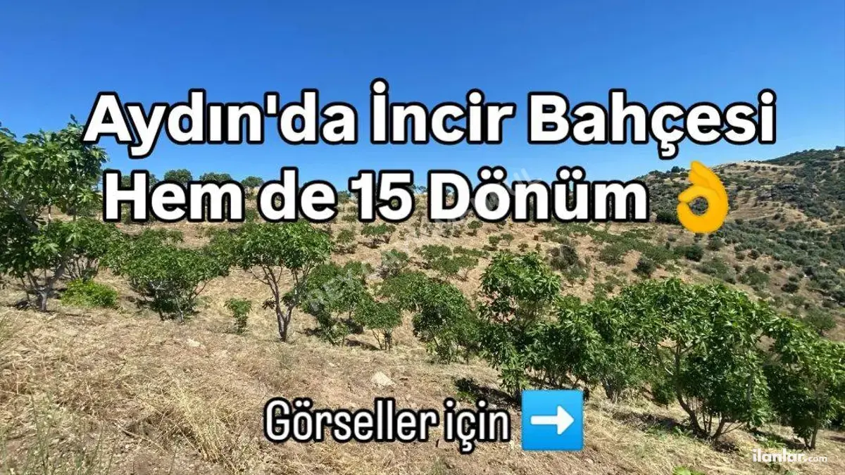 Aydın Yenipazar Paşaköy Mahallesi 15.778 m² satılık tarla arsa - Fotoğraf 1
