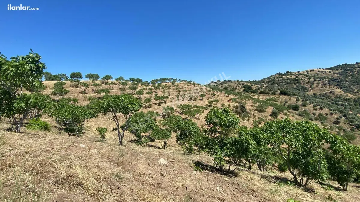 Aydın Yenipazar Paşaköy Mahallesi 15.778 m² satılık tarla arsa - Fotoğraf 2
