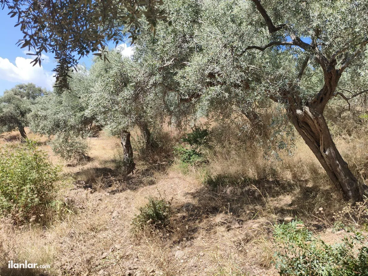 İzmir Torbalı Karaot Mahallesi 909 m² satılık tarla arsa - Fotoğraf 1