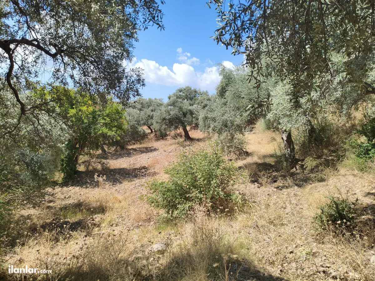 İzmir Torbalı Karaot Mahallesi 909 m² satılık tarla arsa - Fotoğraf 2