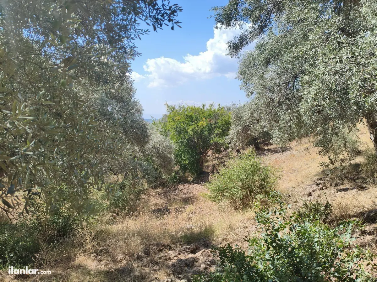 İzmir Torbalı Karaot Mahallesi 909 m² satılık tarla arsa - Fotoğraf 3