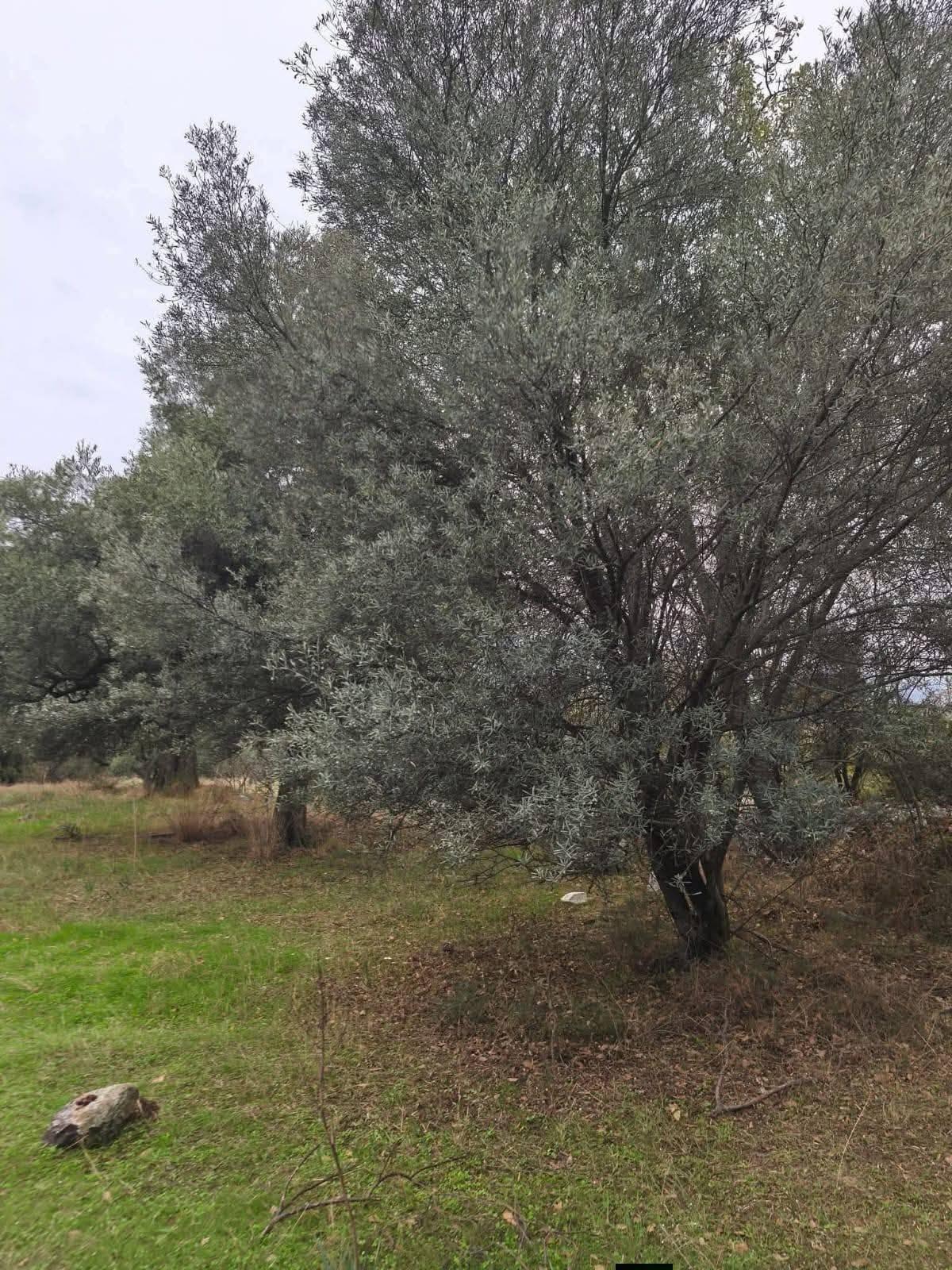 https://cdn.ilanlar.com/images/l1/l2/{width}/{height}/30007567_1768490414375100026.jpg