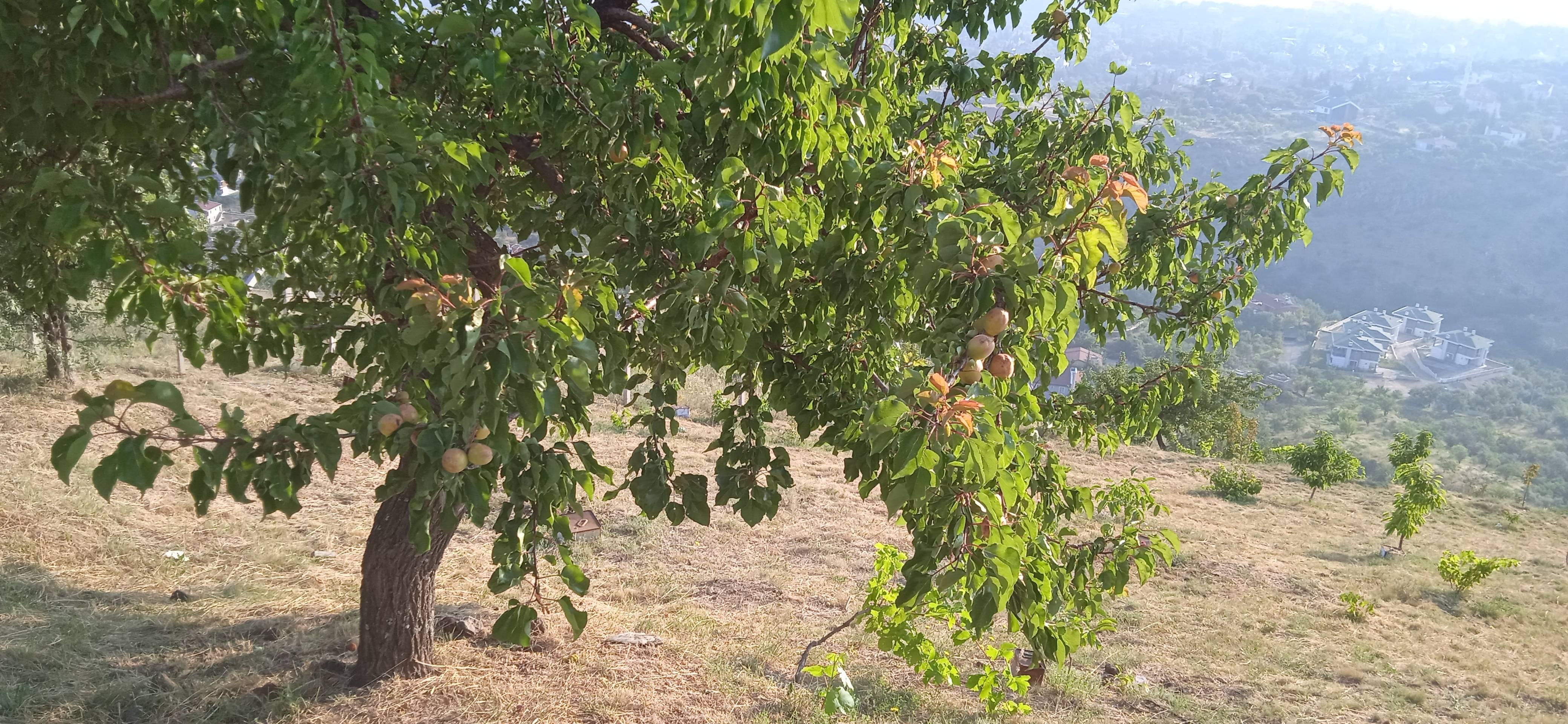 https://cdn.ilanlar.com/images/l1/l2/{width}/{height}/30009429_1775147621002528854.jpg