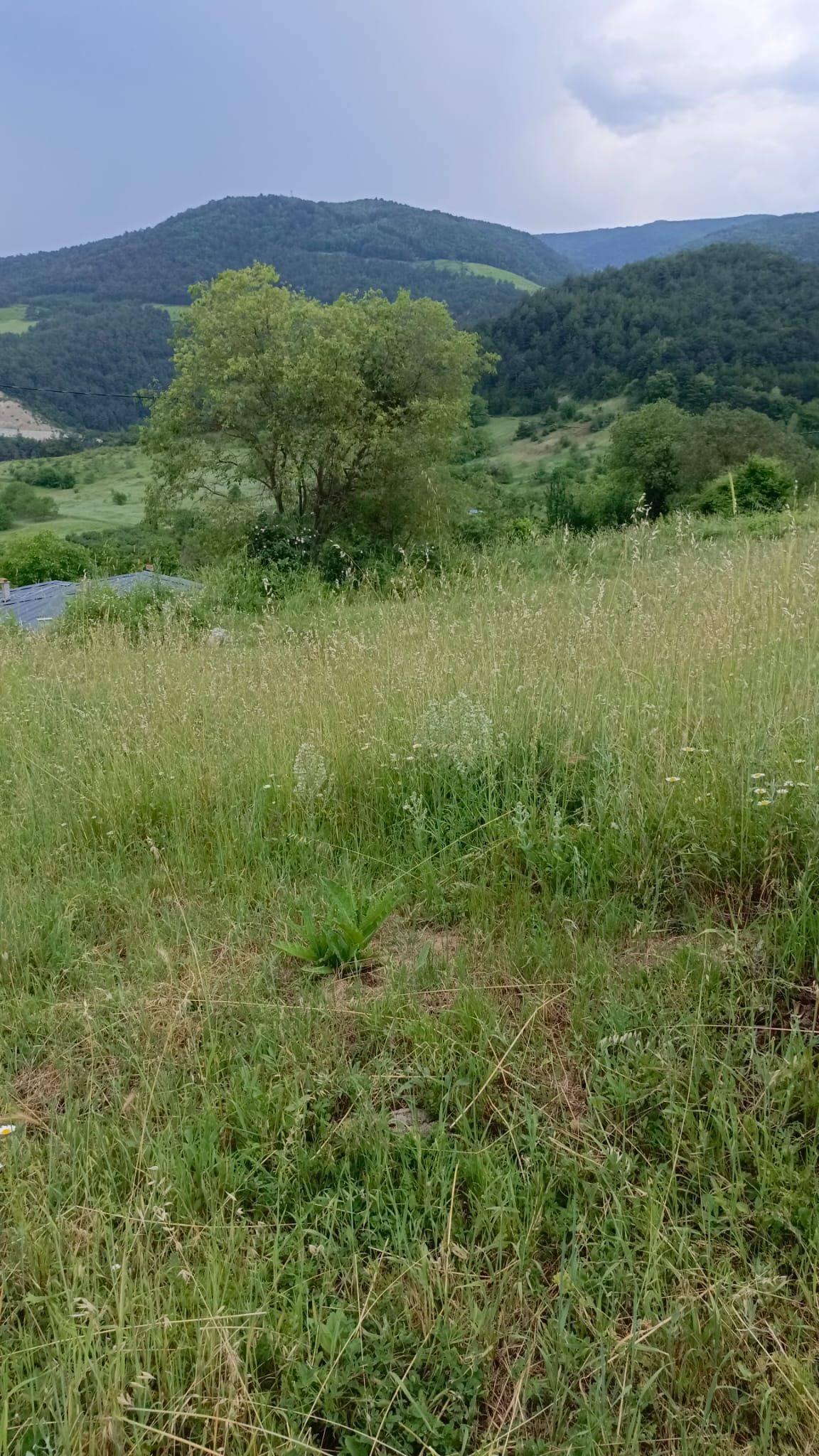 advert_260609_095536_2080.jpg