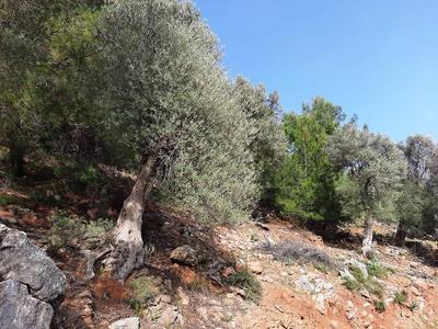 İlan Görseli https://cdn.ilanlar.com/images/l1/l2/{width}/{height}/30002593_1756803967158261460.jpg