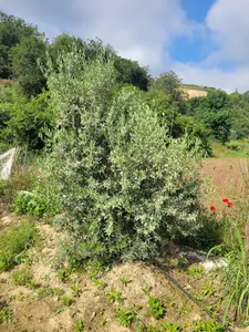 Manisa Sarıgöl Yeniköy Mahallesi 254 m² satılık bağ & Bahçe arsa - Fotoğraf 1